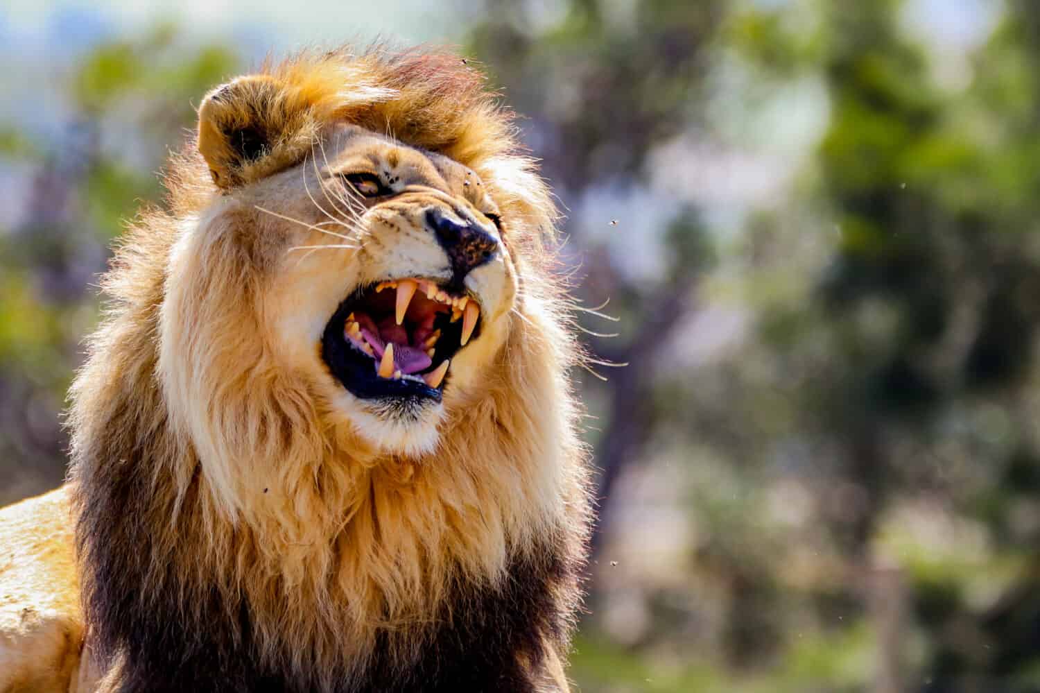 Witness the Strength of the King of the Jungle As He Drags His Food Back to His Territory