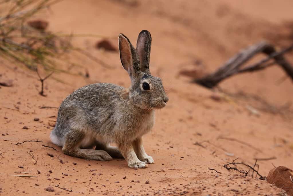 Wild Rabbits in Texas: Types and Where You're Likely to Find Them