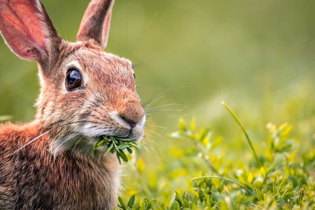 Wild Rabbits in Texas: Types and Where You're Likely to Find Them