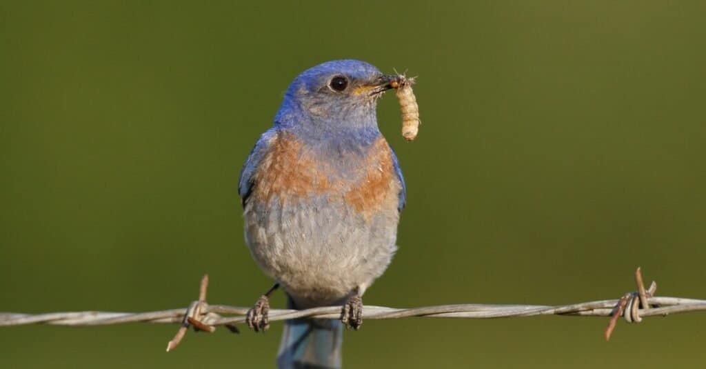 What Do Bluebirds Eat In Winter? 6 Common Foods