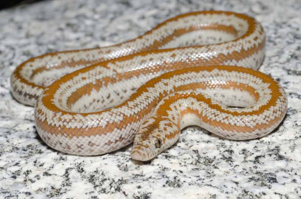 6 Cheapest Snakes To Keep as Pets