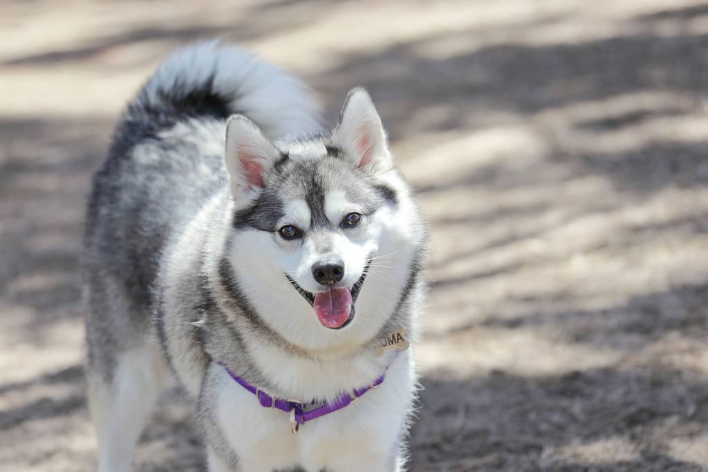 Alaskan Klee Kai Prices in 2024: Purchase Cost, Vet Bills, and More!