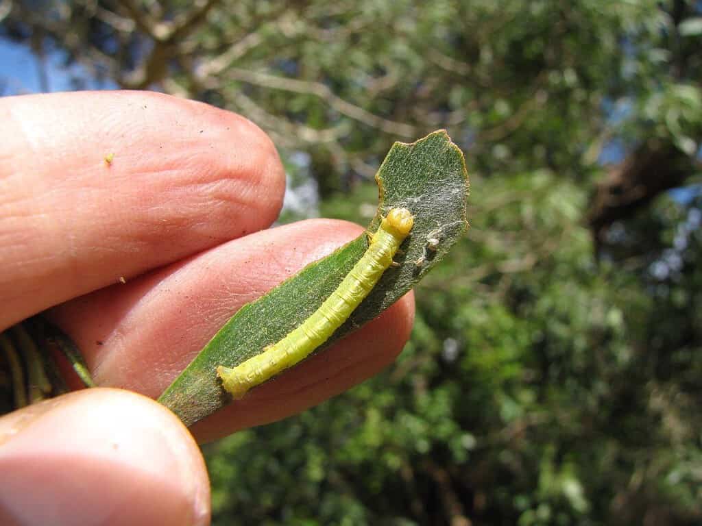 5 Common Moths You'll Find in Hawaii