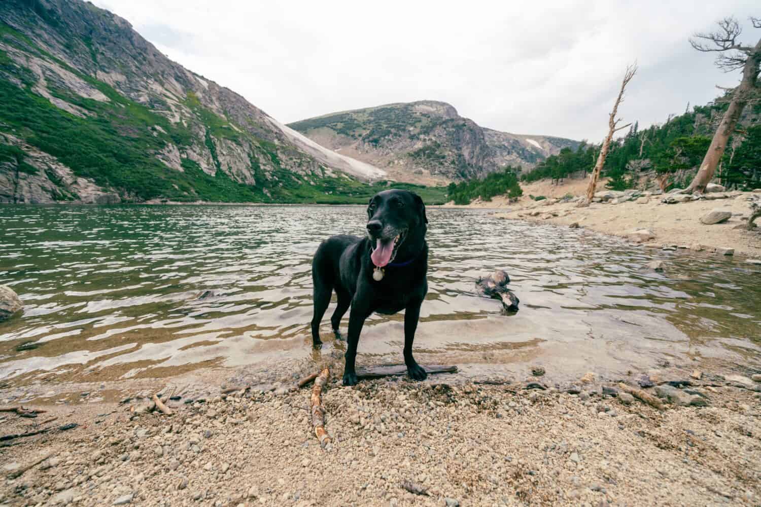 The Best Toys for Your Labrador Retriever