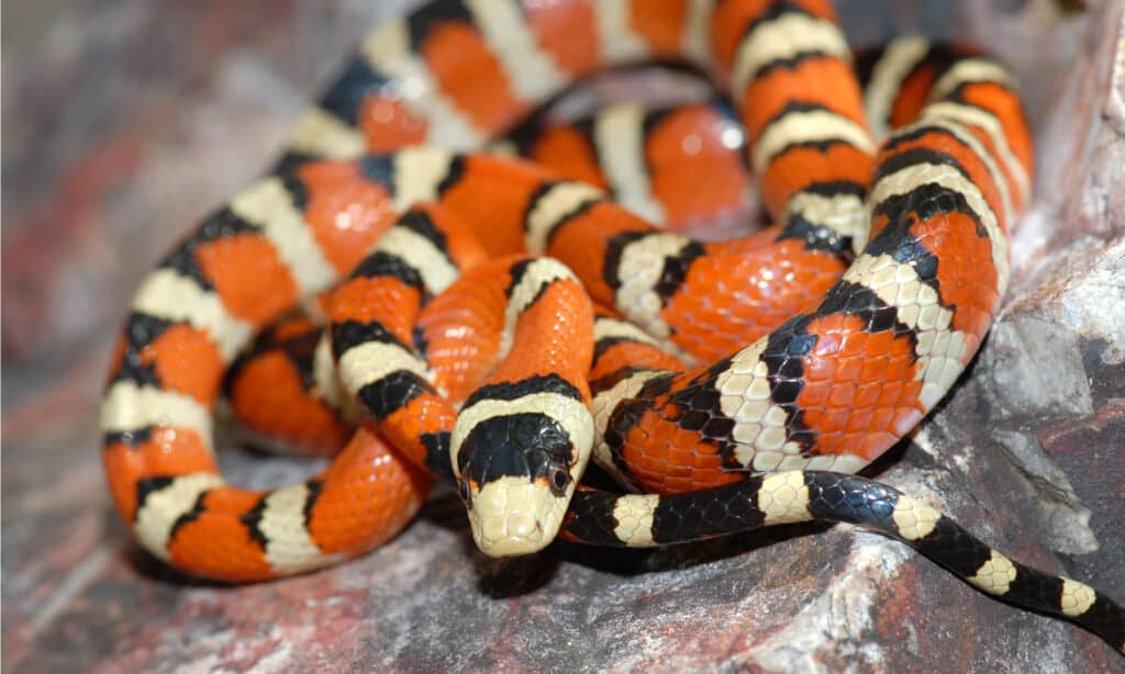 Baby King Snake: 7 Pictures and 7 Incredible Facts