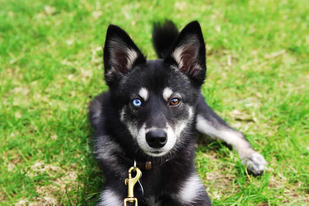 Alaskan Klee Kai Prices in 2024: Purchase Cost, Vet Bills, and More!