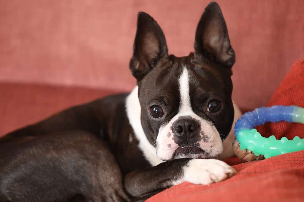 Boston Terrier Prices in 2024: Purchase Cost, Vet Bills, and More!