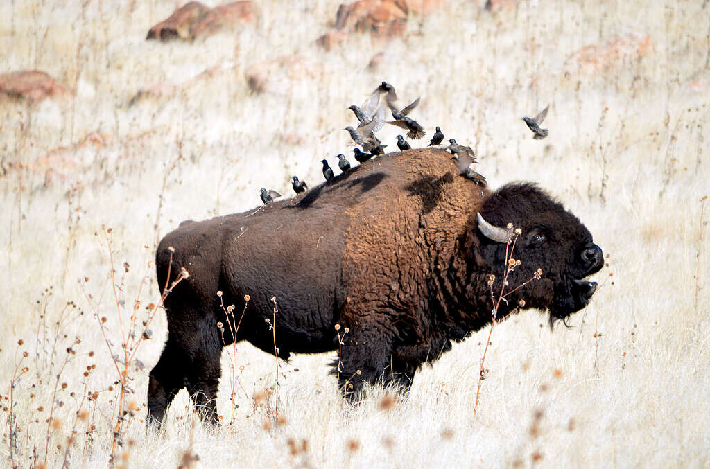 The Largest Bison Ever Caught in Oklahoma