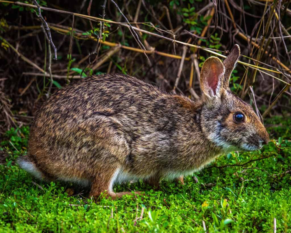 Wild Rabbits in Texas: Types and Where You're Likely to Find Them