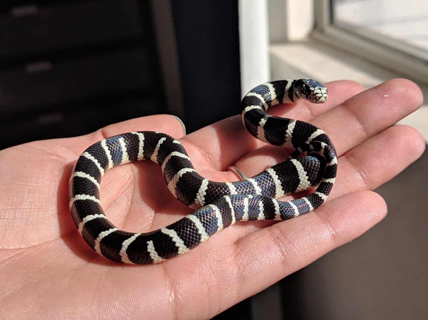 Baby King Snake: 7 Pictures and 7 Incredible Facts