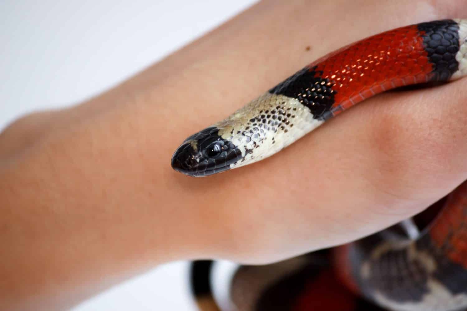 Baby King Snake: 7 Pictures and 7 Incredible Facts