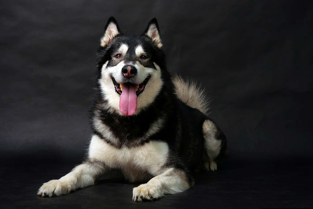 The 6 Most Common Health Problems in Malamutes