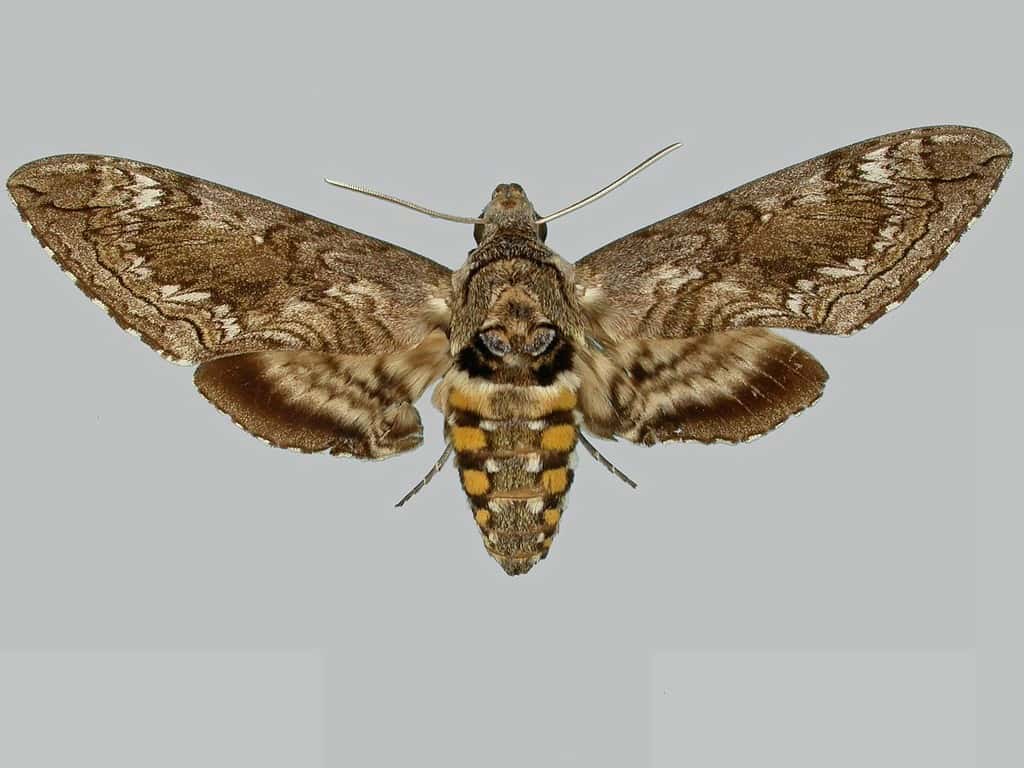 5 Common Moths You'll Find in Hawaii