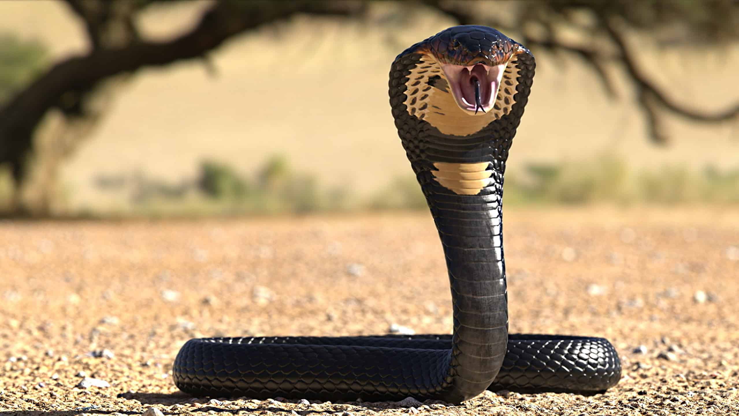 A Group of Brave Squirrels and a Mongoose Went to War With a Cobra