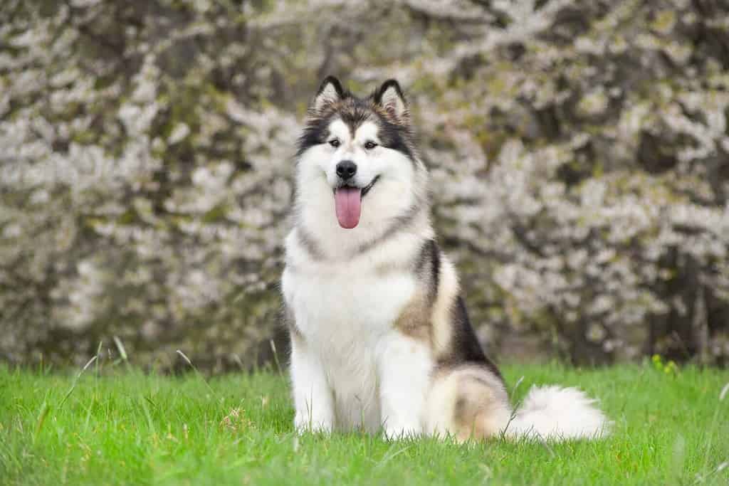 The 6 Most Common Health Problems in Malamutes