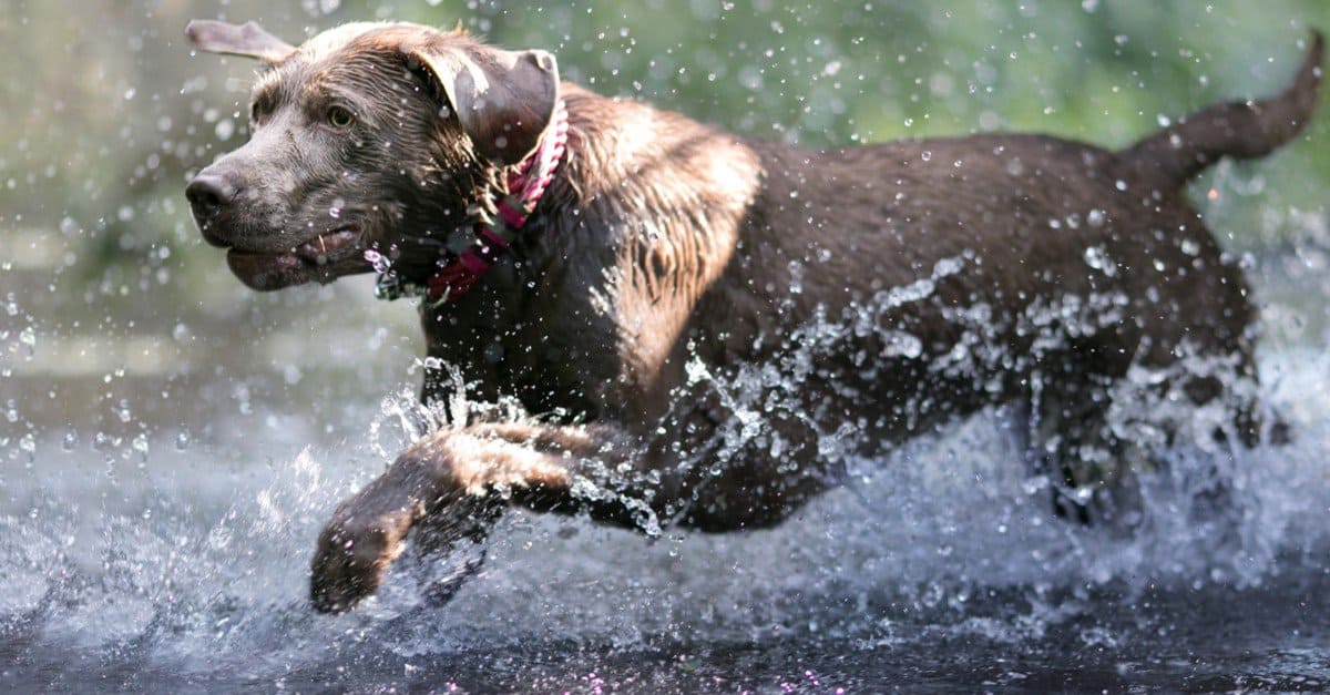 The Best Toys for Your Labrador Retriever