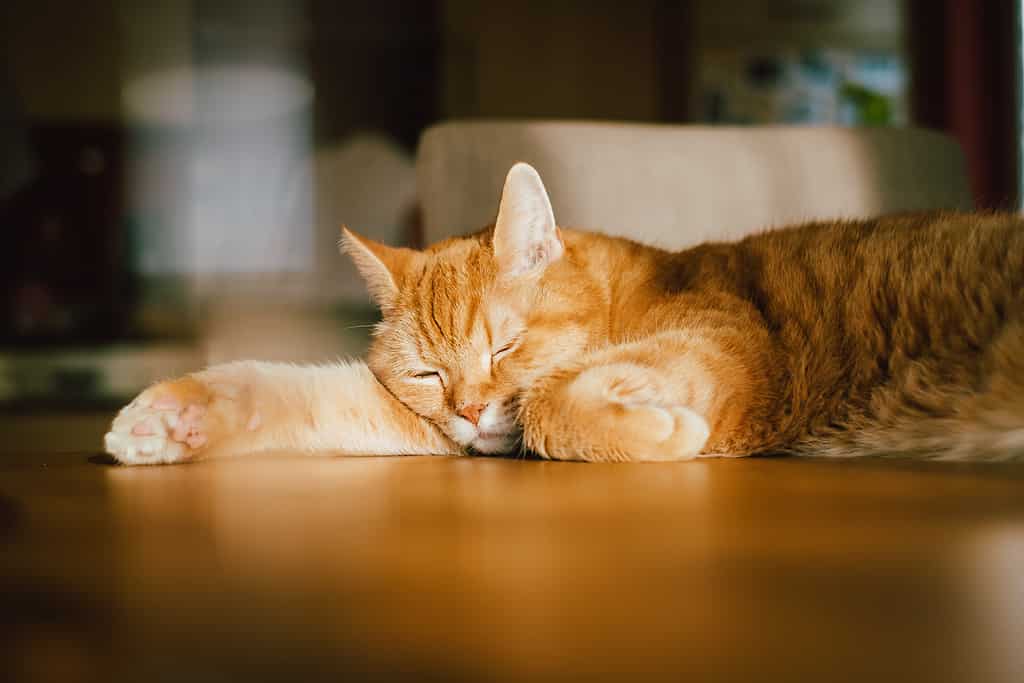 42 Clever and Perfect Ginger Cat Names