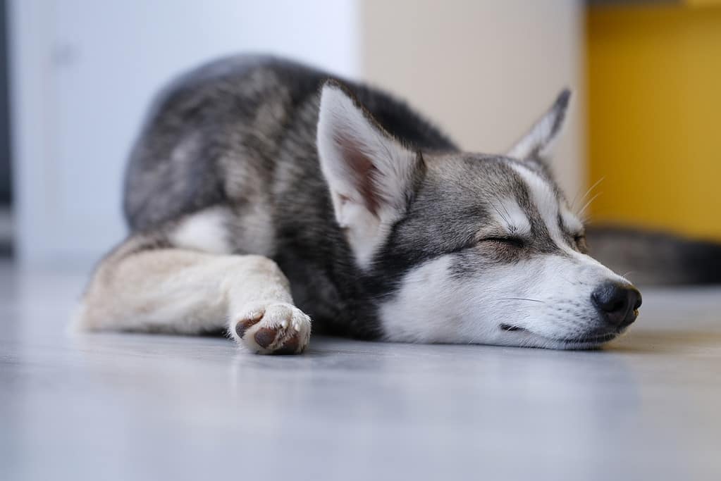 Alaskan Klee Kai Prices in 2024: Purchase Cost, Vet Bills, and More!