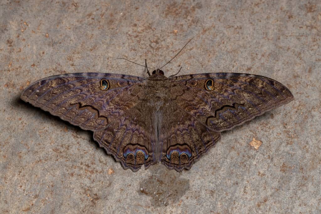 5 Common Moths You'll Find in Hawaii