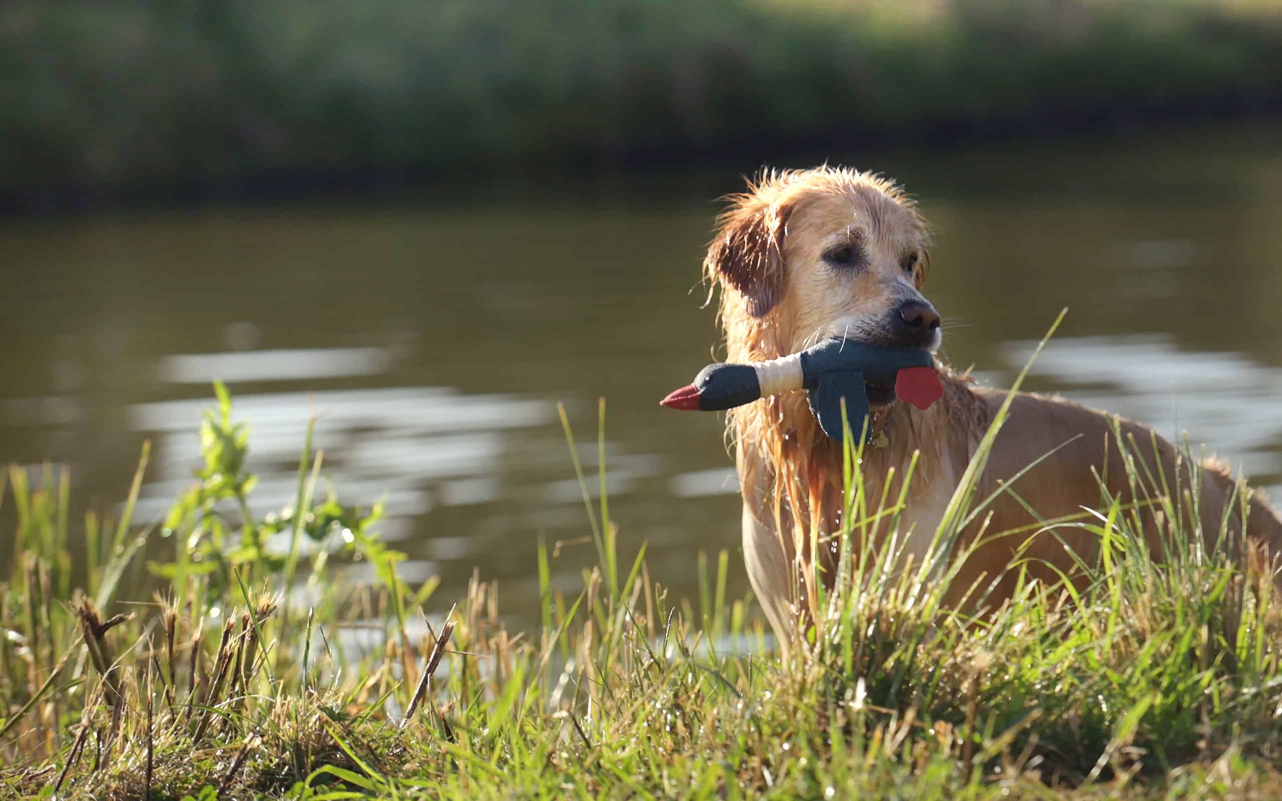 The Best Toys for Your Labrador Retriever