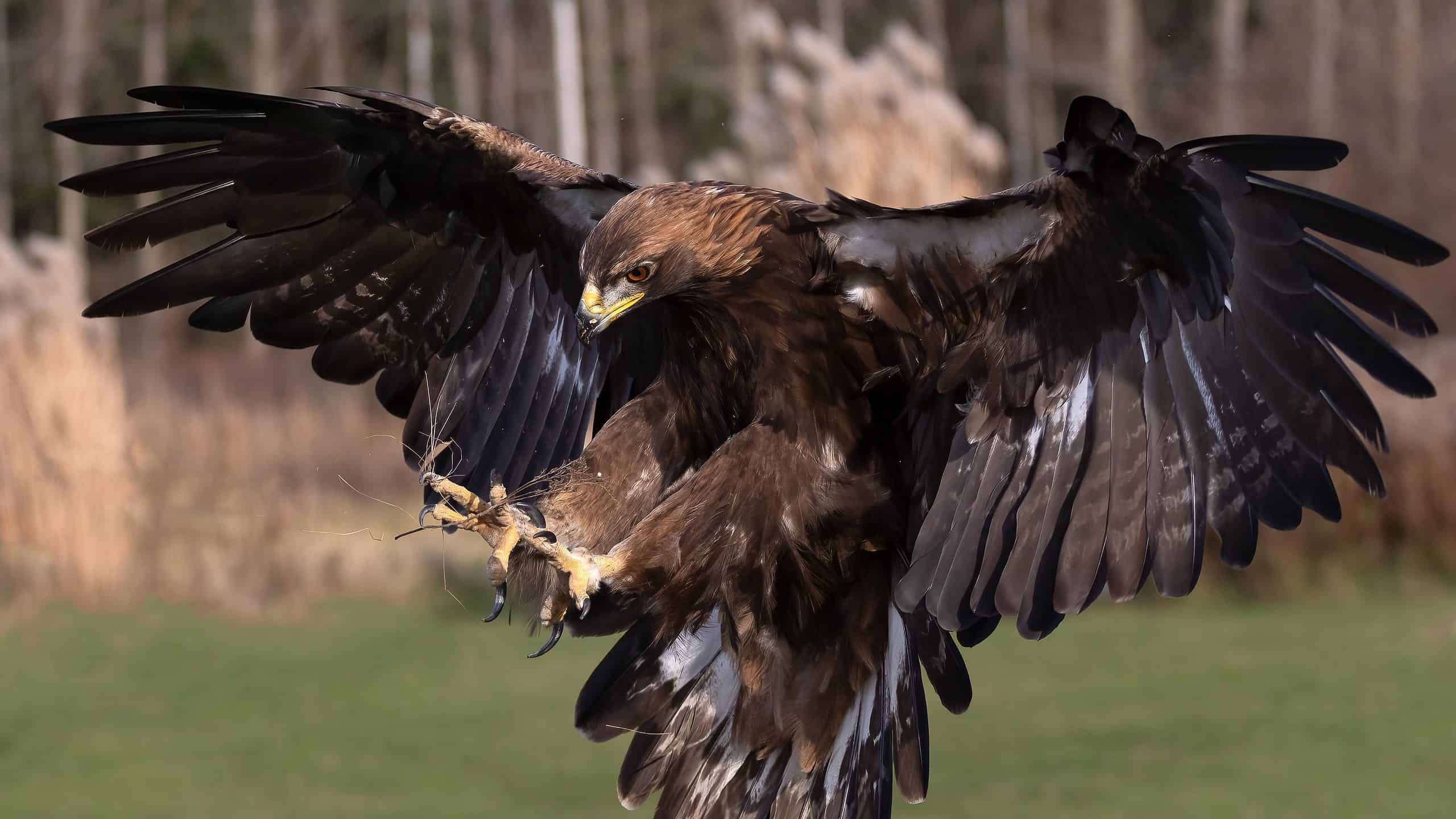 See The Speed On This Eagle Swooping Down To Grab a Warthog