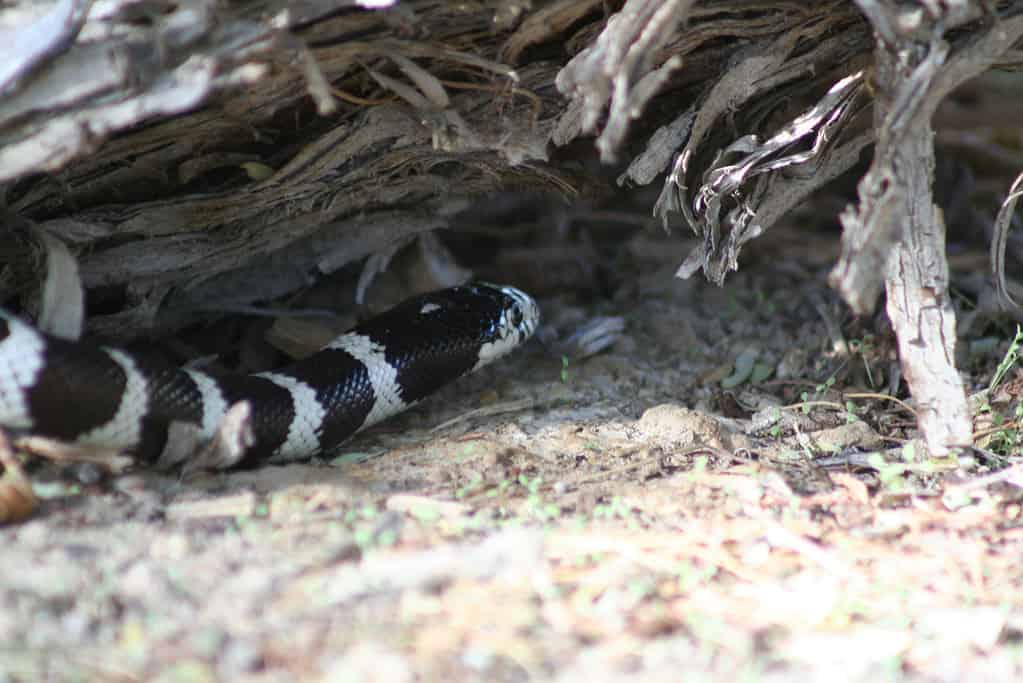 Baby King Snake: 7 Pictures and 7 Incredible Facts