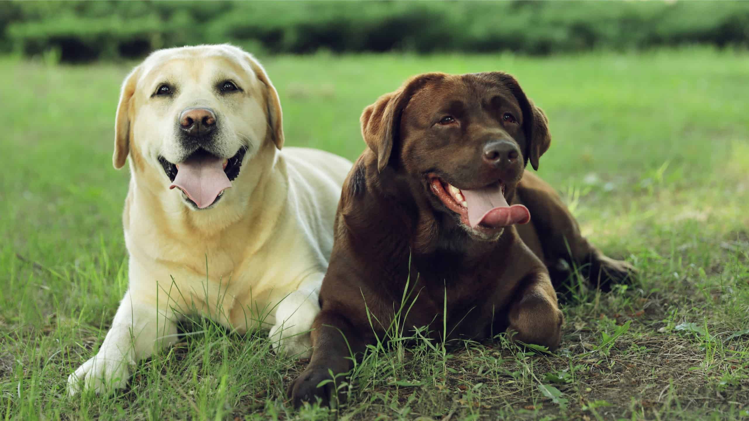 The Best Toys for Your Labrador Retriever