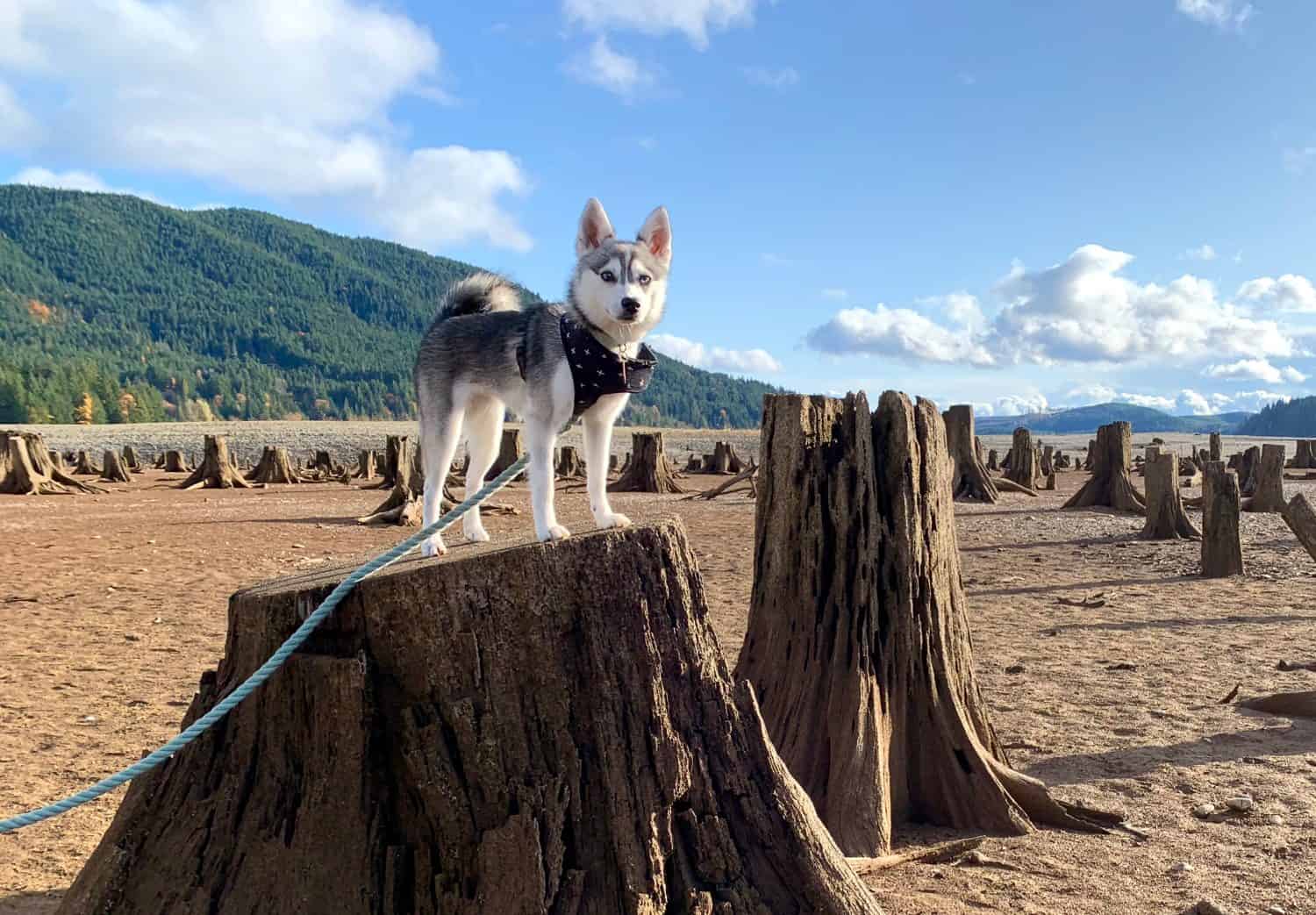 Alaskan Klee Kai Prices in 2024: Purchase Cost, Vet Bills, and More!