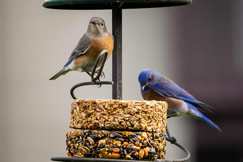 What Do Bluebirds Eat In Winter? 6 Common Foods