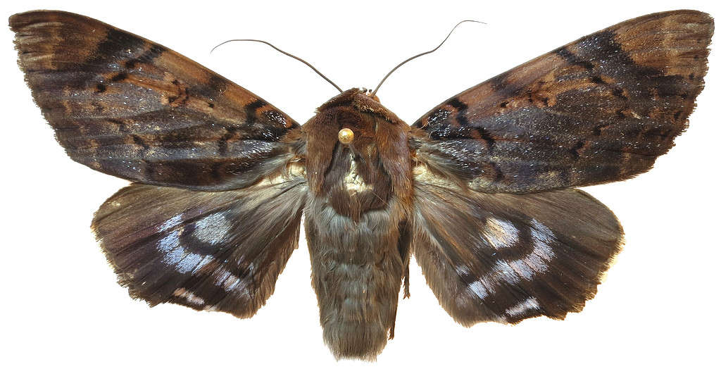 5 Common Moths You'll Find in Hawaii