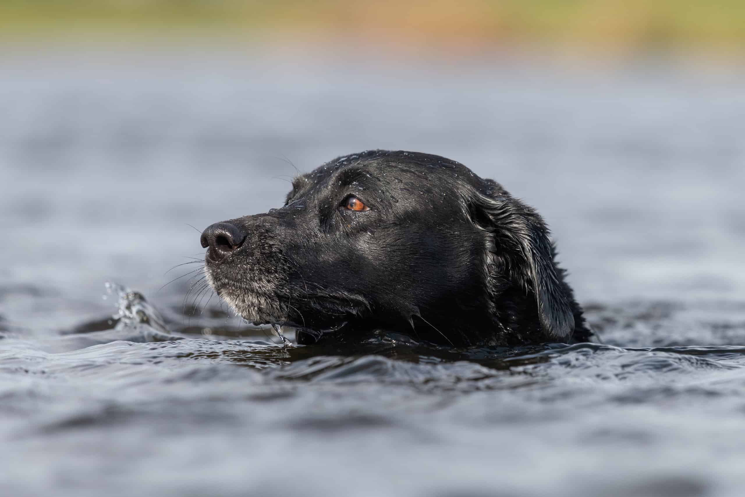 The Best Toys for Your Labrador Retriever