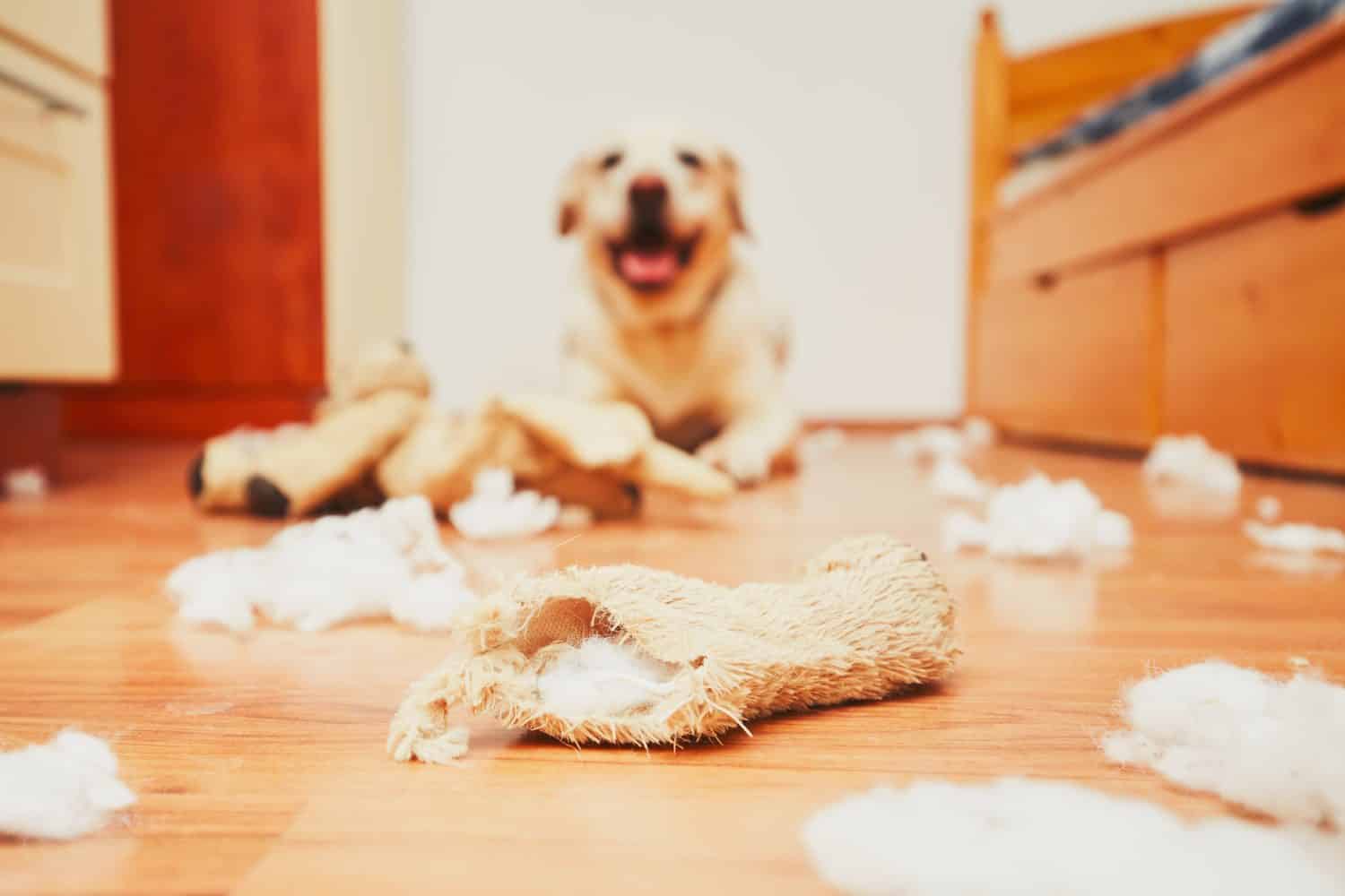 The Best Toys for Your Labrador Retriever