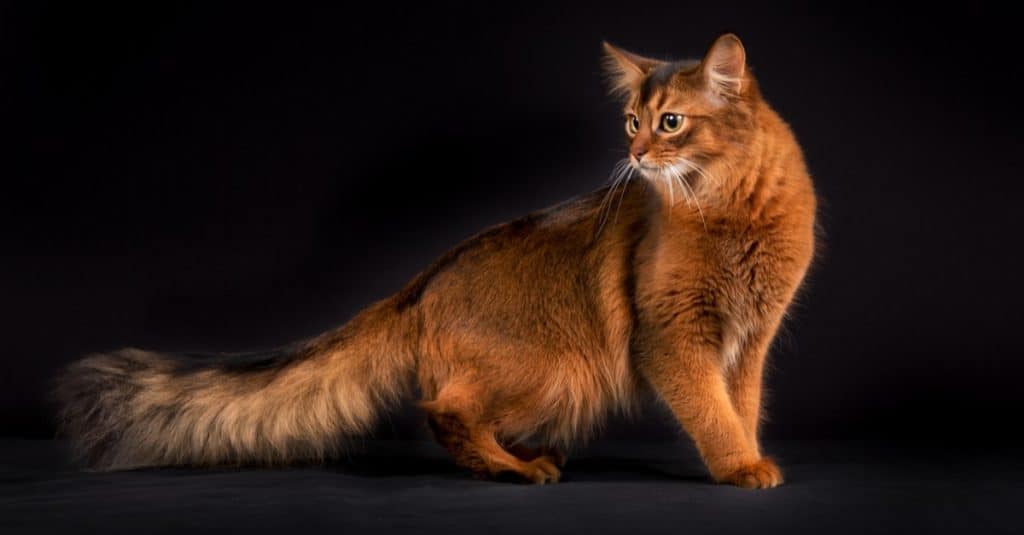 42 Clever and Perfect Ginger Cat Names