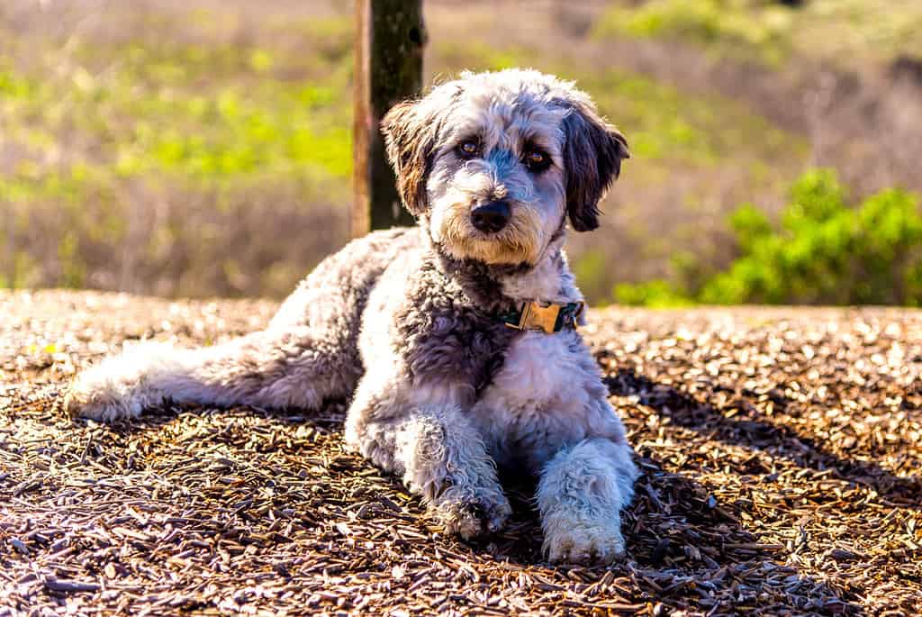 Aussiedoodle Prices in 2024: Purchase Cost, Vet Bills, and More!