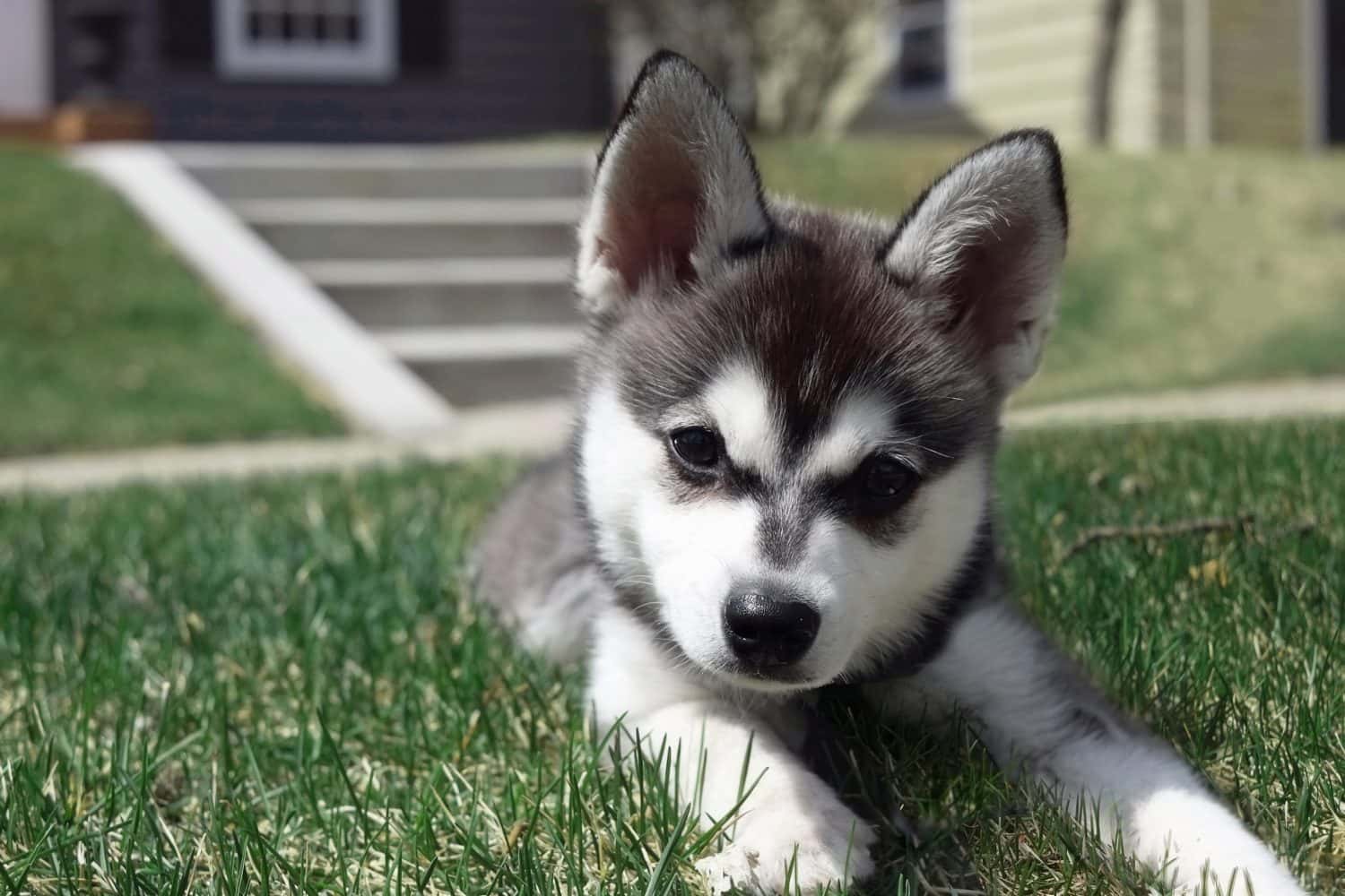 Alaskan Klee Kai Prices in 2024: Purchase Cost, Vet Bills, and More!