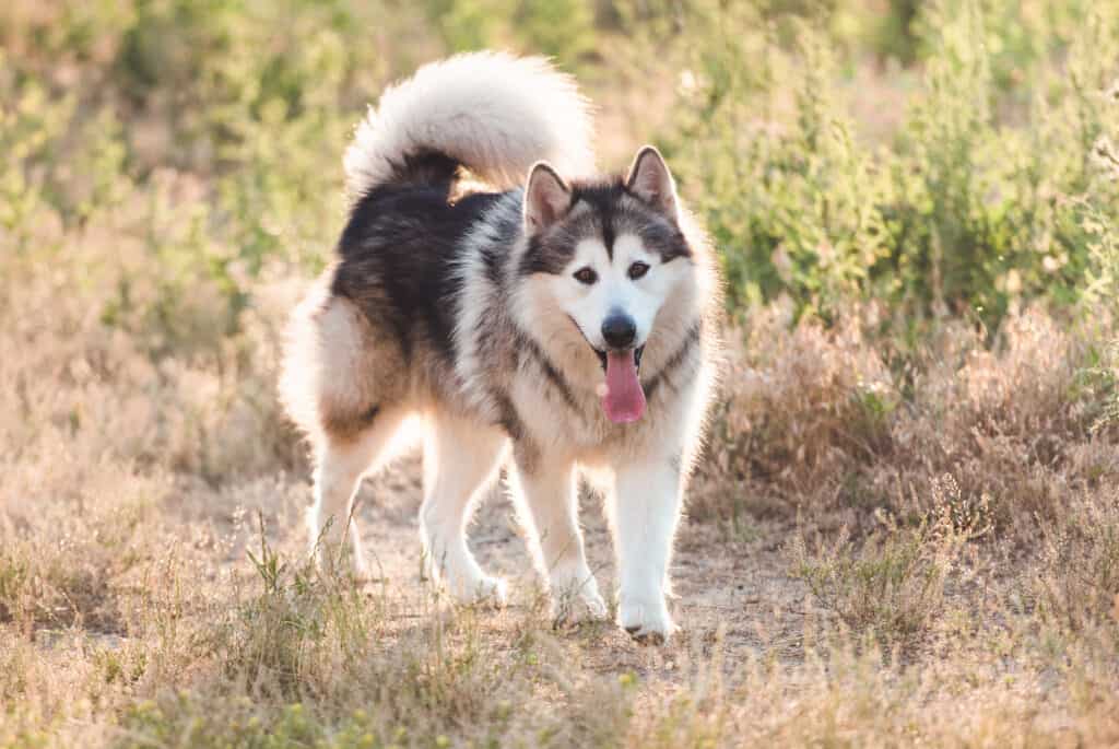 The 6 Most Common Health Problems in Malamutes