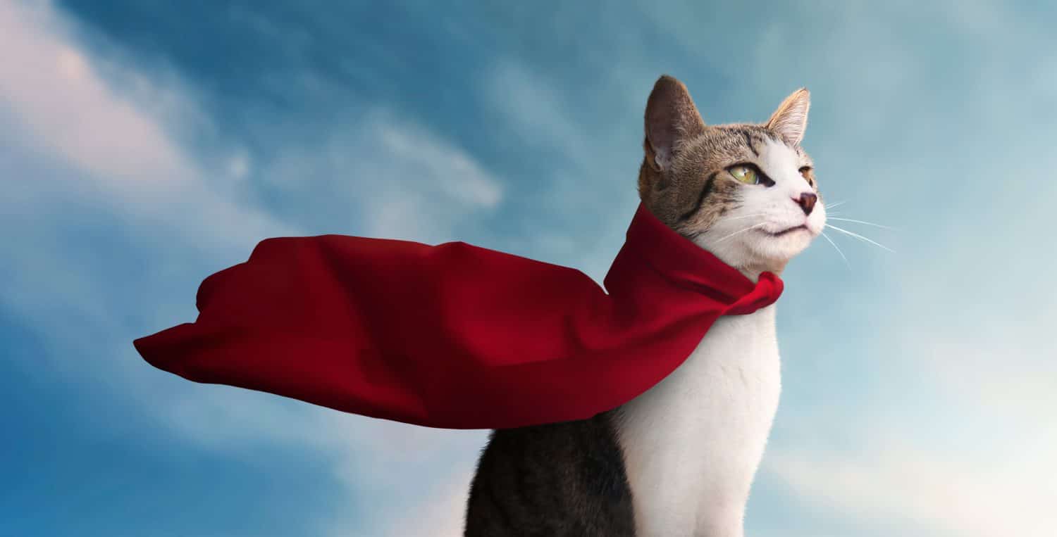 The 176 Best Marvel-Inspired Cat Names