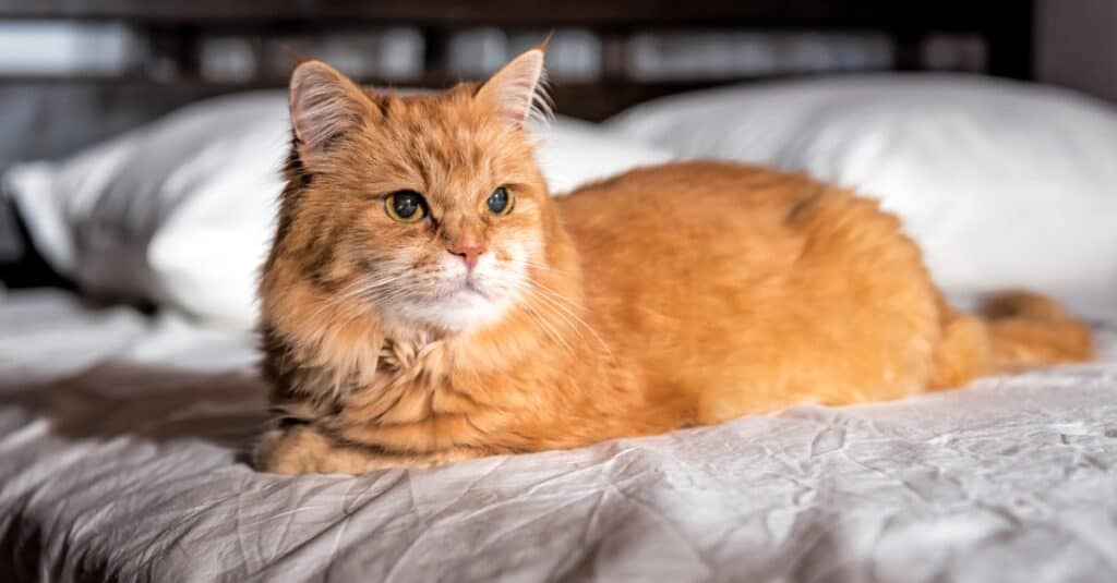 42 Clever and Perfect Ginger Cat Names