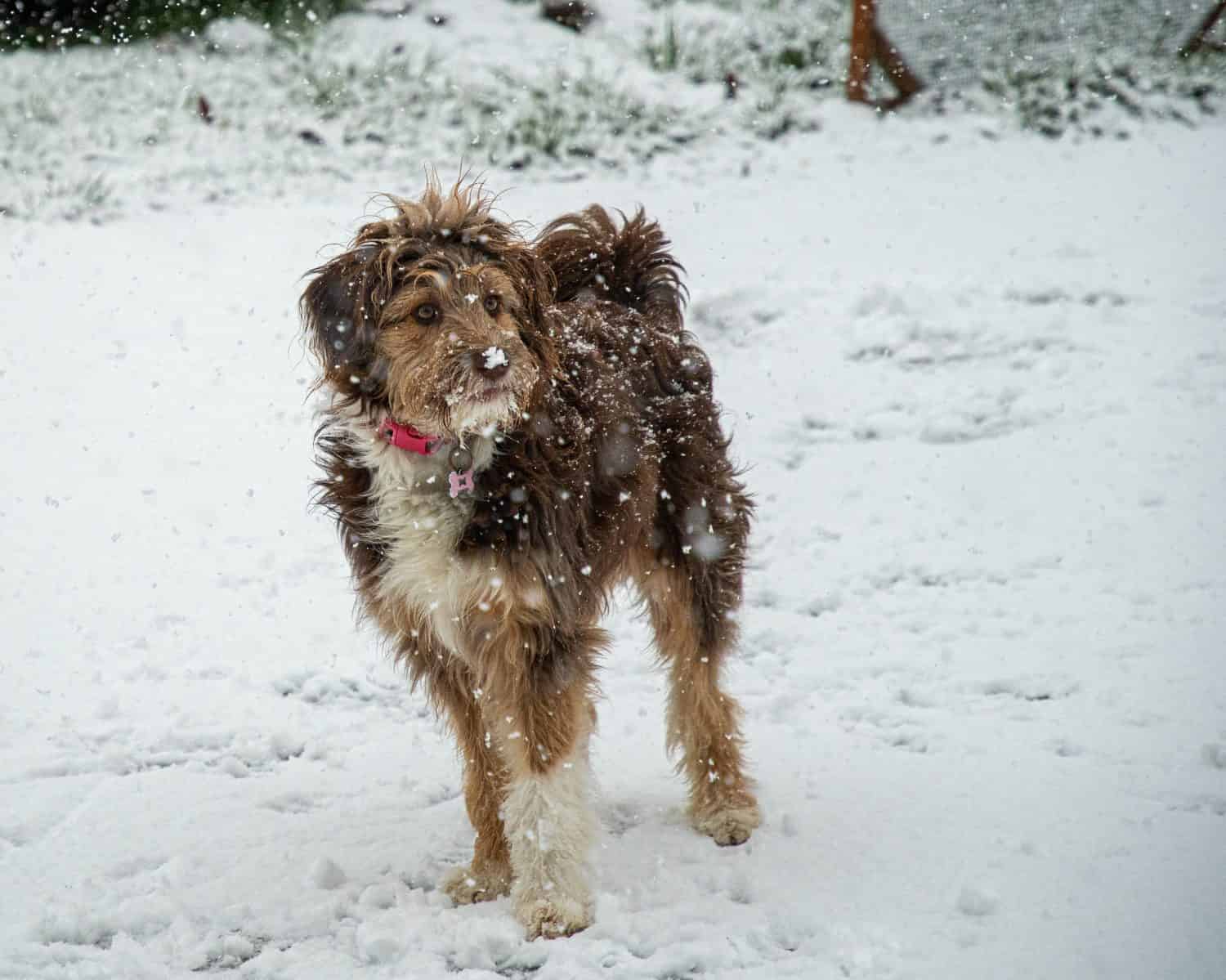 Aussiedoodle Prices in 2024: Purchase Cost, Vet Bills, and More!