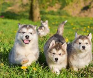 The 6 Most Common Health Problems in Malamutes