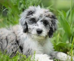 Aussiedoodle Prices in 2024: Purchase Cost, Vet Bills, and More!