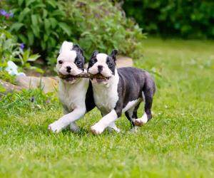 Boston Terrier Prices in 2024: Purchase Cost, Vet Bills, and More!