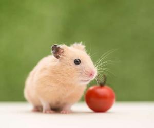 The Best and Most Complete List of 150  Hamster Names (Male and Female!)