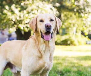 The Best Toys for Your Labrador Retriever