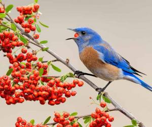 What Do Bluebirds Eat In Winter? 6 Common Foods