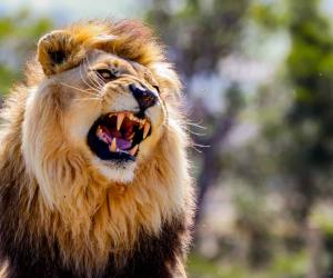 Witness the Strength of the King of the Jungle As He Drags His Food Back to His Territory