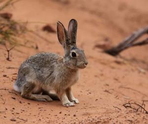 Wild Rabbits in Texas: Types and Where You're Likely to Find Them