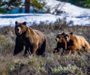 Baby Grizzlies Get Helped Over a Garden Fence by Their Mom