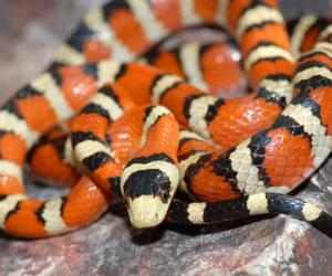 Baby King Snake: 7 Pictures and 7 Incredible Facts