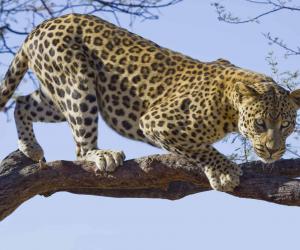 Leopard Steals Back Its Breakfast From a Hyena and Hides It up a Tree